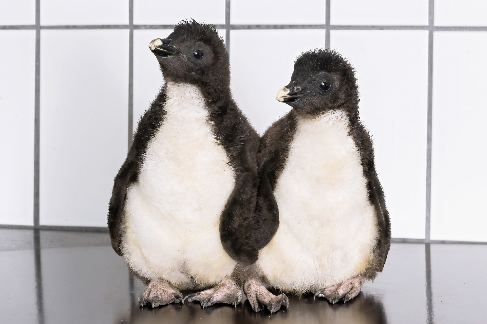 Пингвиний детский сад видео. Penguin chicks. Feeding Penguins in a Zoo. Vienna Zoo.