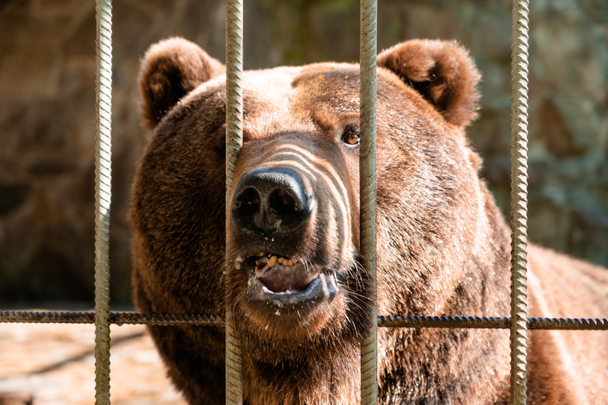 11 медведей. Семья медведей. Антимедведь. Медведь и свинья. 11 Bears.