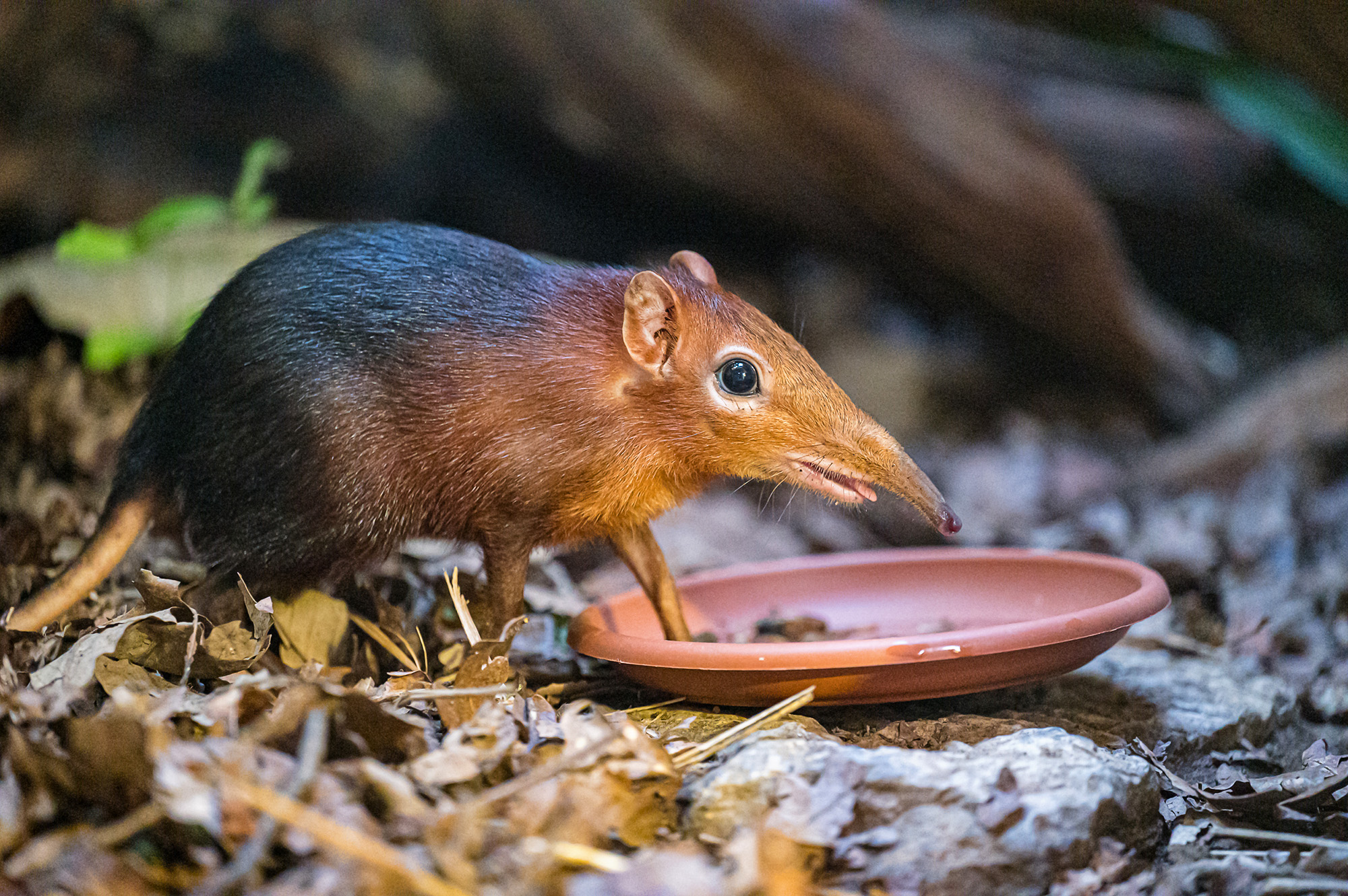 Swiss Zoo Welcomes Adorable Little Elephant Shrew Found In Only 13 Zoos