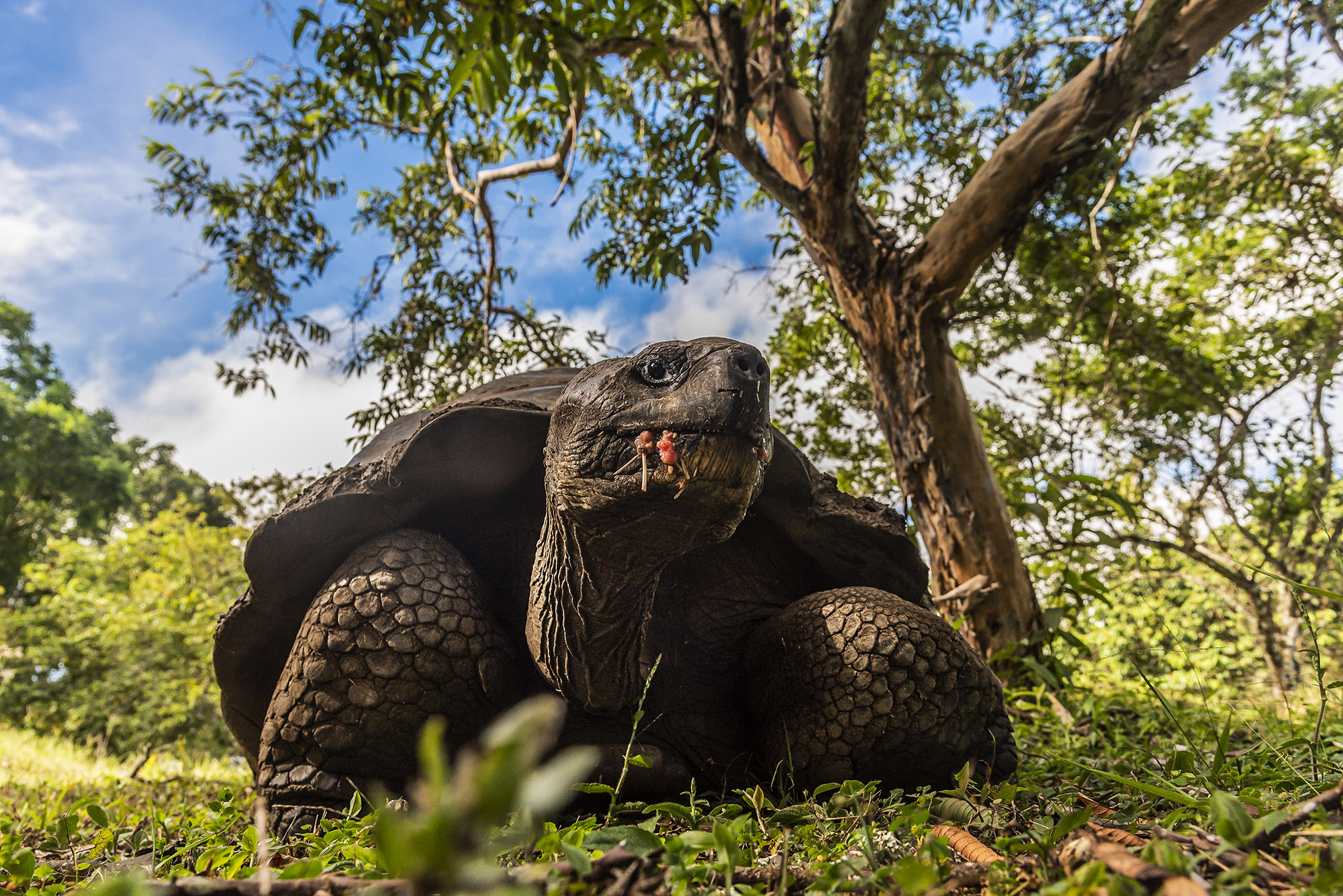 Over A Dozen Giant Tortoises Massacred On Galapagos Island - News RealPress