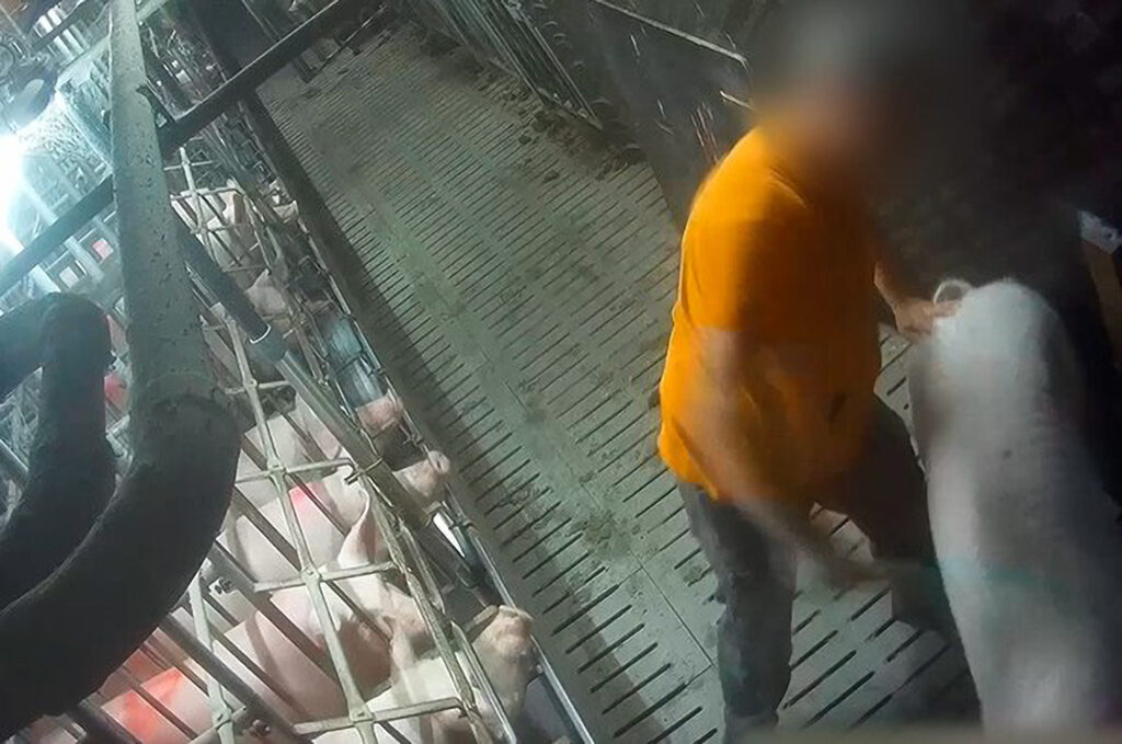 Pigs Beaten To Death On Farm That Provides Meat To Company That Prides ...