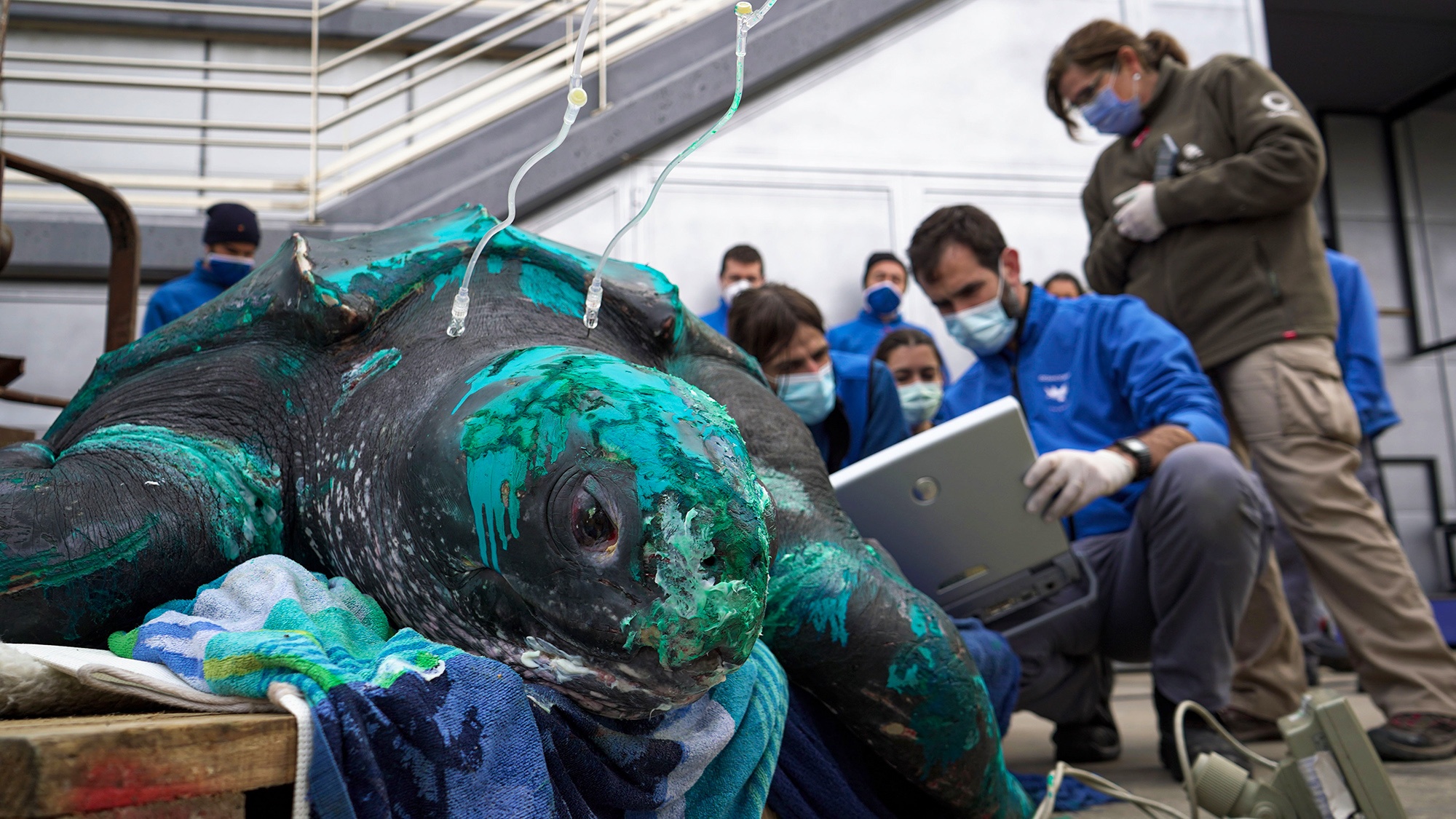 huge-36-stone-turtle-rescued-in-spanish-port-after-suffering-injuries