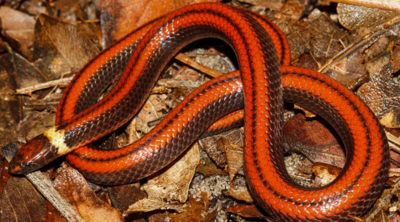 SNAKES ALIVE: Beautiful New Species Of Rare Burrowing Snake Discovered