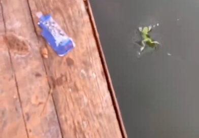 HARD TO SWALLOW: Lad Releases Pet Frog Into Wild To See It Scoffed By Fish